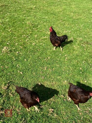 TRIO OF RHODE ISLAND RED BANTAMS BIDS PER LIFE