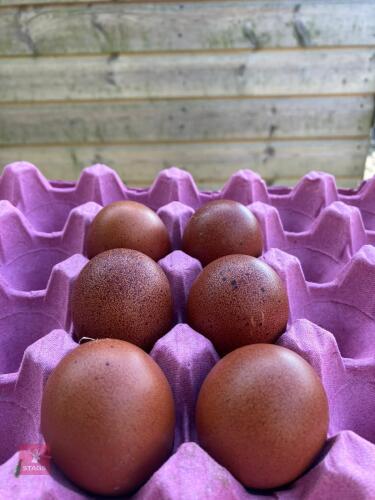 6 FRENCH COPPER MARAN HATCHING EGGS BIDS FOR THE 1/2 DOZEN