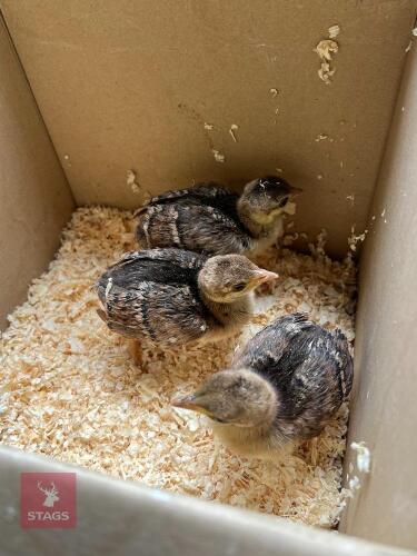 3 INDIAN BLUE PEACHICKS BIDS PER LIFE