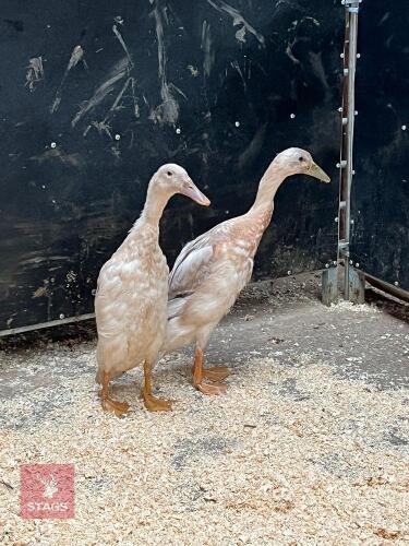 PAIR OF SAXONY INDIAN RUNNER DUCKS BIDS PER LIFE