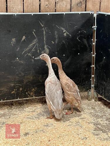 2 FEMALE INDIAN RUNNER DUCKS BIDS PER LIFE
