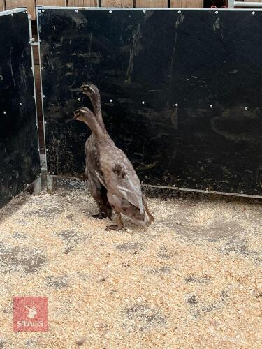 2 FEMALE INDIAN RUNNER DUCKS BIDS PER LIFE