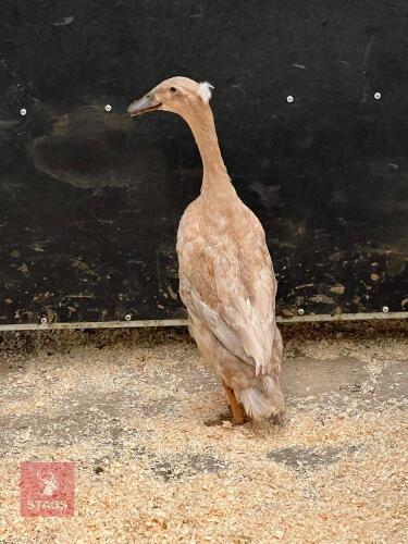 FEMALE CRESTED RUNNER/BALI