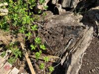 LRG QTY OF SURPLUS TIMBER - 5