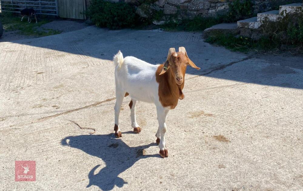 2YO BILLY GOAT
