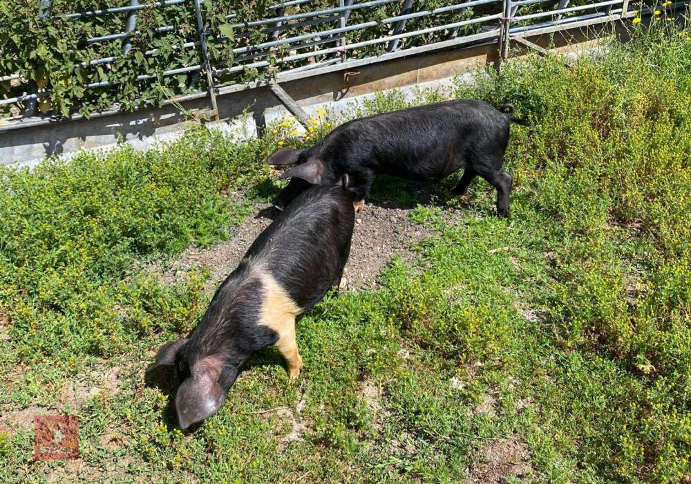 2 SADDLEBACK X PEATRAIN MALE PIGS BIDS PER LIFE