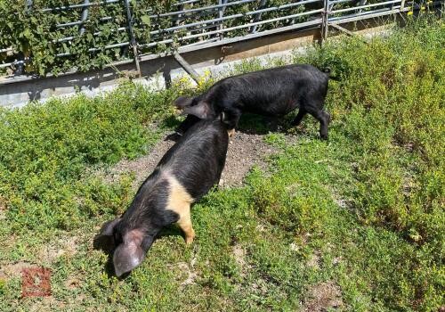 2 SADDLEBACK X PEATRAIN MALE PIGS BIDS PER LIFE