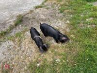 2 SADDLEBACK X PEATRAIN MALE PIGS BIDS PER LIFE - 2