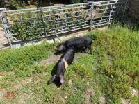 2 SADDLEBACK X PEATRAIN MALE PIGS BIDS PER LIFE - 3