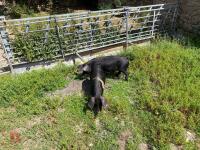 2 SADDLEBACK X PEATRAIN MALE PIGS BIDS PER LIFE - 4