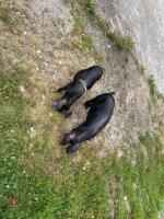 2 SADDLEBACK X PEATRAIN MALE PIGS BIDS PER LIFE - 5