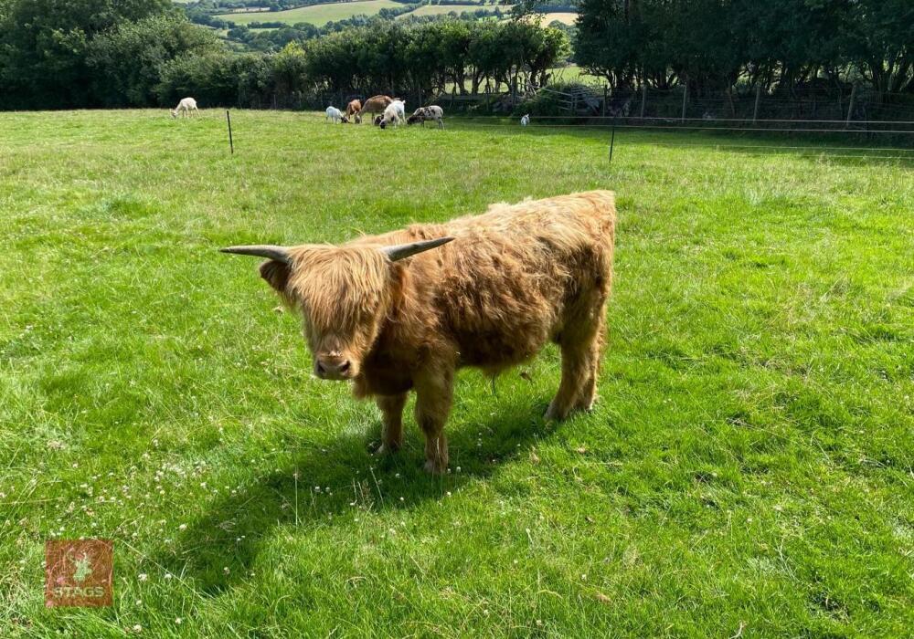 13MO HIGHLAND BULL