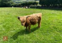 13MO HIGHLAND BULL