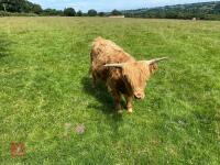 13MO HIGHLAND BULL - 2