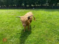 13MO HIGHLAND BULL - 3