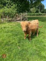 13MO HIGHLAND BULL - 5
