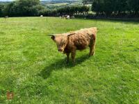 13MO HIGHLAND BULL - 6