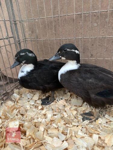 PAIR OF BLACK BIBBED CALL DUCKS BIDS PER LIFE