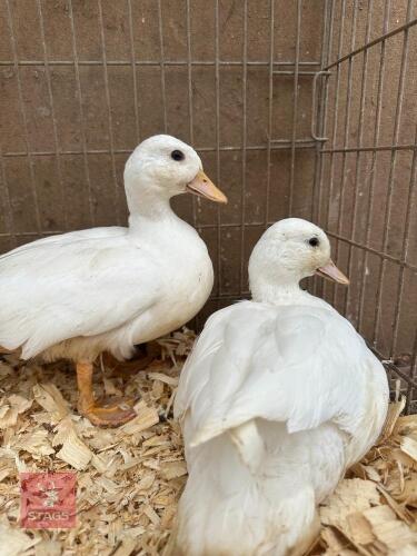 PAIR OF WHITE CALL DUCKS BIDS PER LIFE