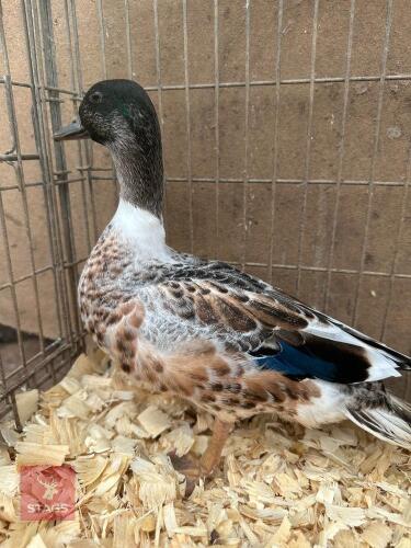 12WK MALE ABACOT CALL DUCK