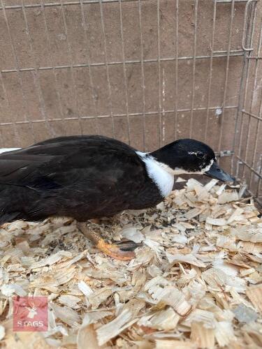 12WK MALE BLACK BIBBED CALL DUCK