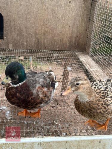PAIR OF DARK SILVER CULL DUCKS BIDS PER LIFE