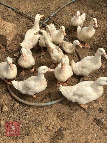 5 MALE CHERRY VALLEY DUCKS BIDS FOR THE GROUP
