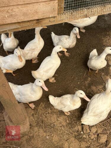 5 MALE CHERRY VALLEY DUCKS BIDS FOR THE GROUP