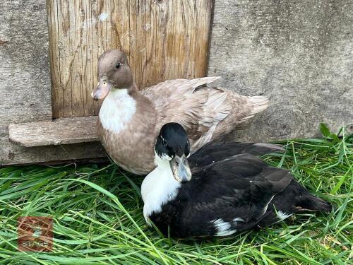 PAIR OF BLUE & CHOCO BIBBED CALL DUCKS BIDS PER LIFE