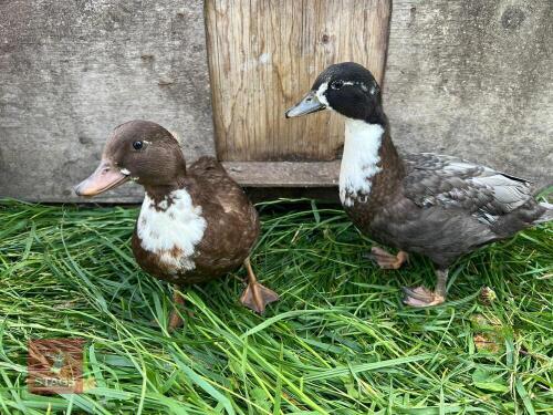 PAIR OF BLUE & CHOCO BIBBED CALL DUCKS BIDS PER LIFE
