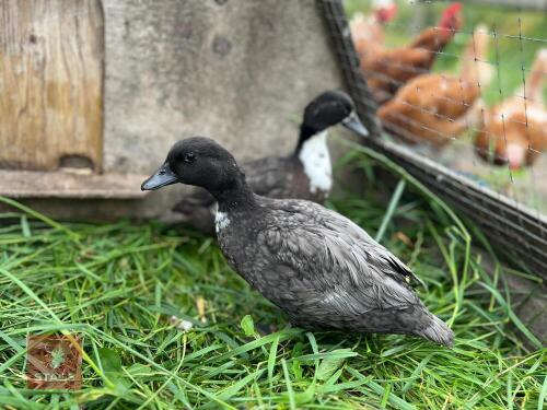 PAIR OF BLUE BIBBED CALL DUCKS BIDS PER LIFE