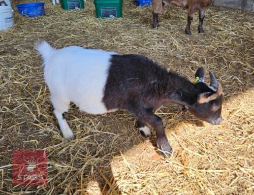 8MO CASTRATED PYGMY GOAT