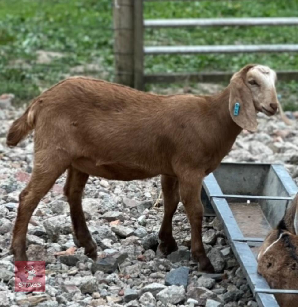 2 ANGLO NUBIAN DOELING KIDS BIDS PER LIFE