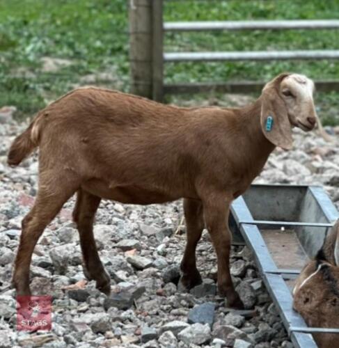2 ANGLO NUBIAN DOELING KIDS BIDS PER LIFE