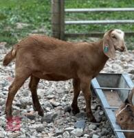 2 ANGLO NUBIAN DOELING KIDS BIDS PER LIFE