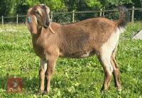 2 ANGLO NUBIAN DOELING KIDS BIDS PER LIFE - 2