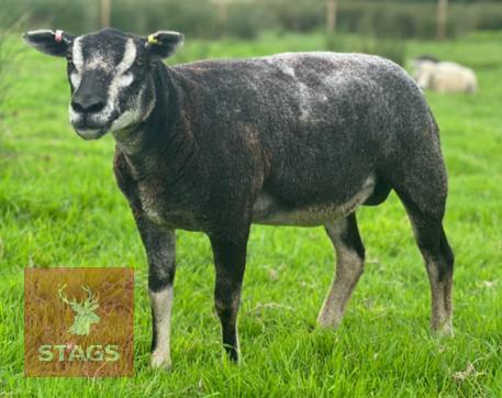 2 BLUE TEXEL X BADGERFACE TEXEL EWES BIDS PER LIFE