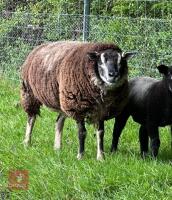 2 BLUE TEXEL X BADGERFACE TEXEL EWES BIDS PER LIFE - 2