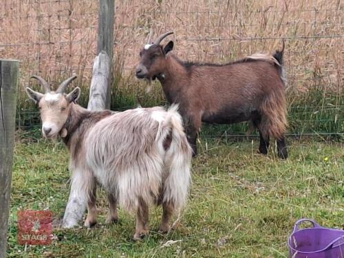 2 X 2YO PUREBRED PYGMY NANNYS BIDS PER LIFE