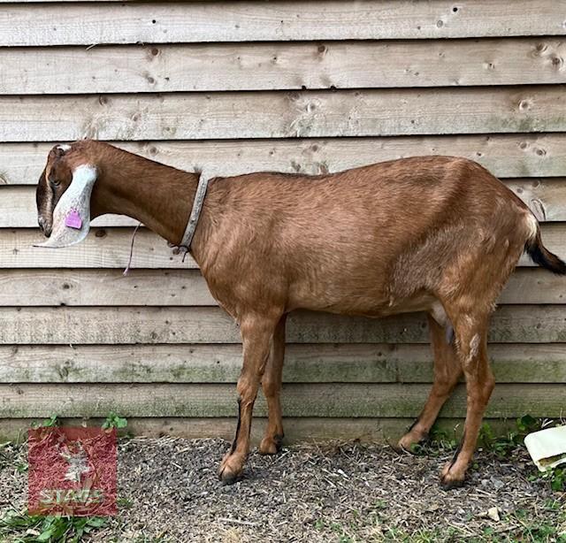 3YO ANGLO NUBIAN GOAT & KID AT FOOT BIDS PER LIFE