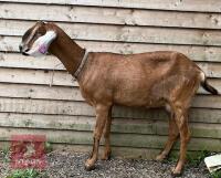 3YO ANGLO NUBIAN GOAT & KID AT FOOT BIDS PER LIFE - 2