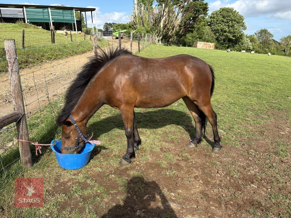 2YO BAY MARE