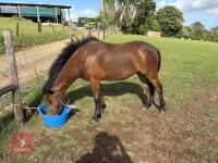 2YO BAY MARE