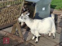 4YO PYGMY NANNY GOAT