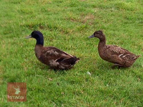 PAIR OF KHALI CAMPBELL DUCKS BIDS PER LIFE