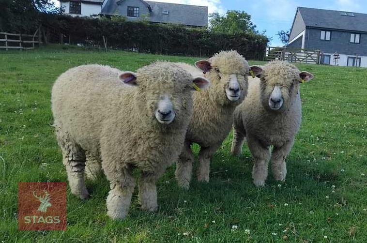 3 X 6MO PEDIGREE RYELAND EWE LAMBS BIDS PER LIFE