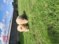 3 X 6MO PEDIGREE RYELAND EWE LAMBS BIDS PER LIFE - 2