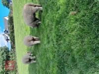 3 X 6MO PEDIGREE RYELAND EWE LAMBS BIDS PER LIFE - 4