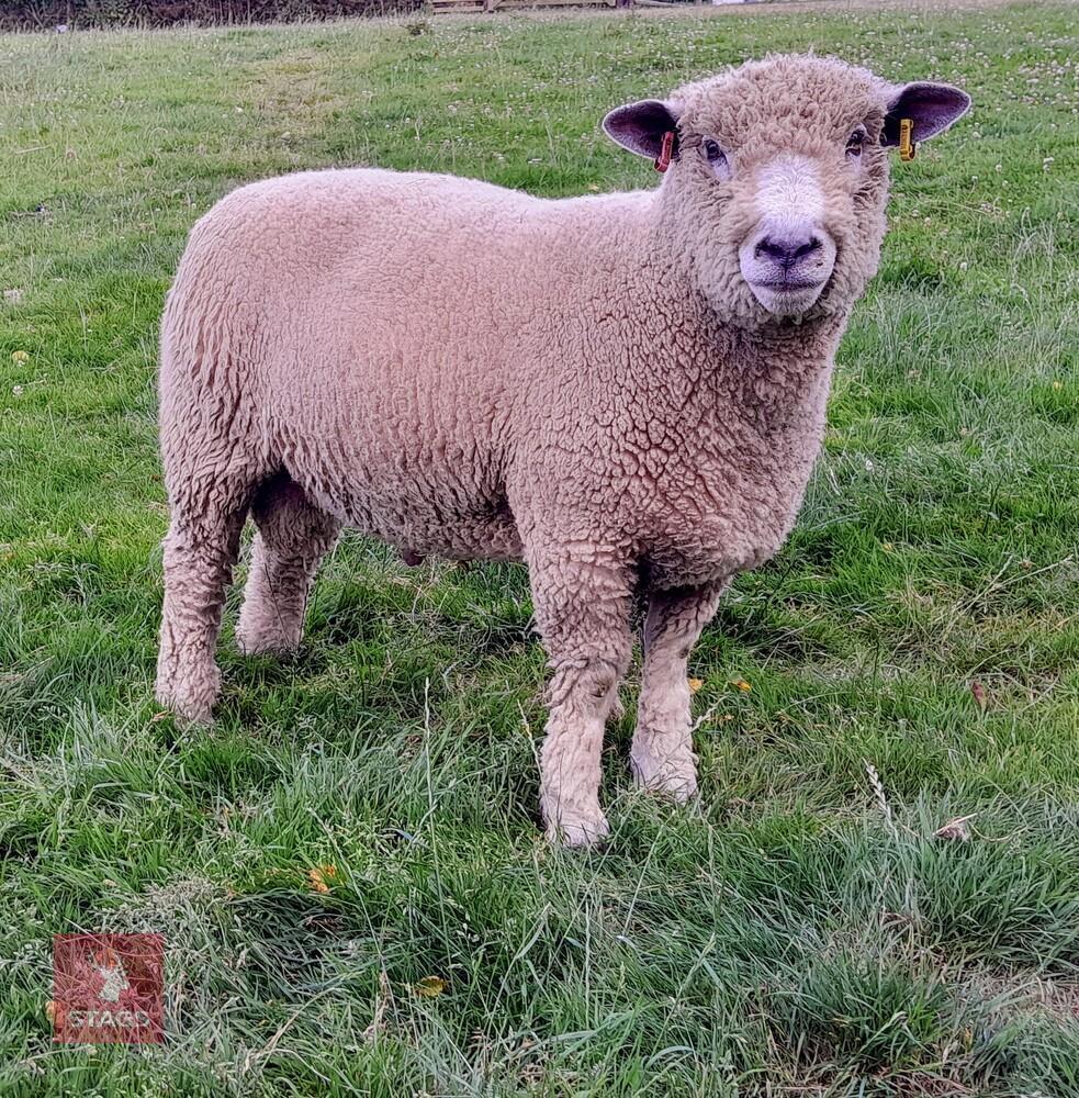 1YO PEDIGREE SHEARLING RAM