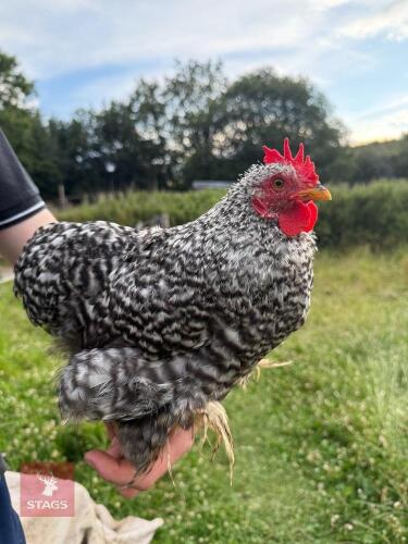 4MO CUCKOO PEKIN COCKEREL
